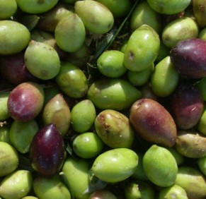 l'olivier et son jus